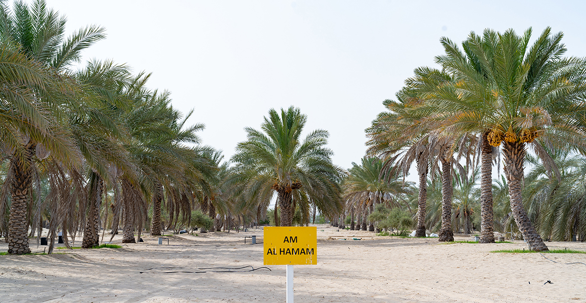 date-palm