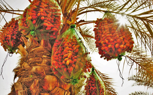 icba-long-term-date-palm-research-program-2001-2025-overview